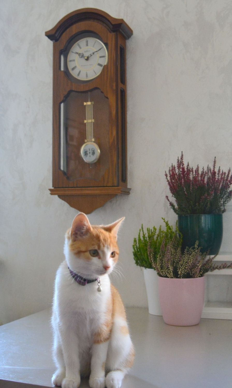 Zegar ścienny drewniany wiszący Adler dębowy 20040D. Zegar drewniany z wahadłem. Zegar wyposażony jest w kwarcowy mechanizm, zasilany za pomocą baterii (6).JPG