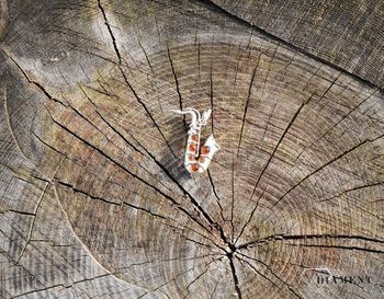 Srebrna broszka saksofon z bursztynem to element kolekcji, w której główną rolę gra ponadczasowy wzór. Srebro jest kruszcem wprost uwielbianym przez kobiety. Broszkę można zestawić z pozostałą biżuterią i tworzyć mod.JPG