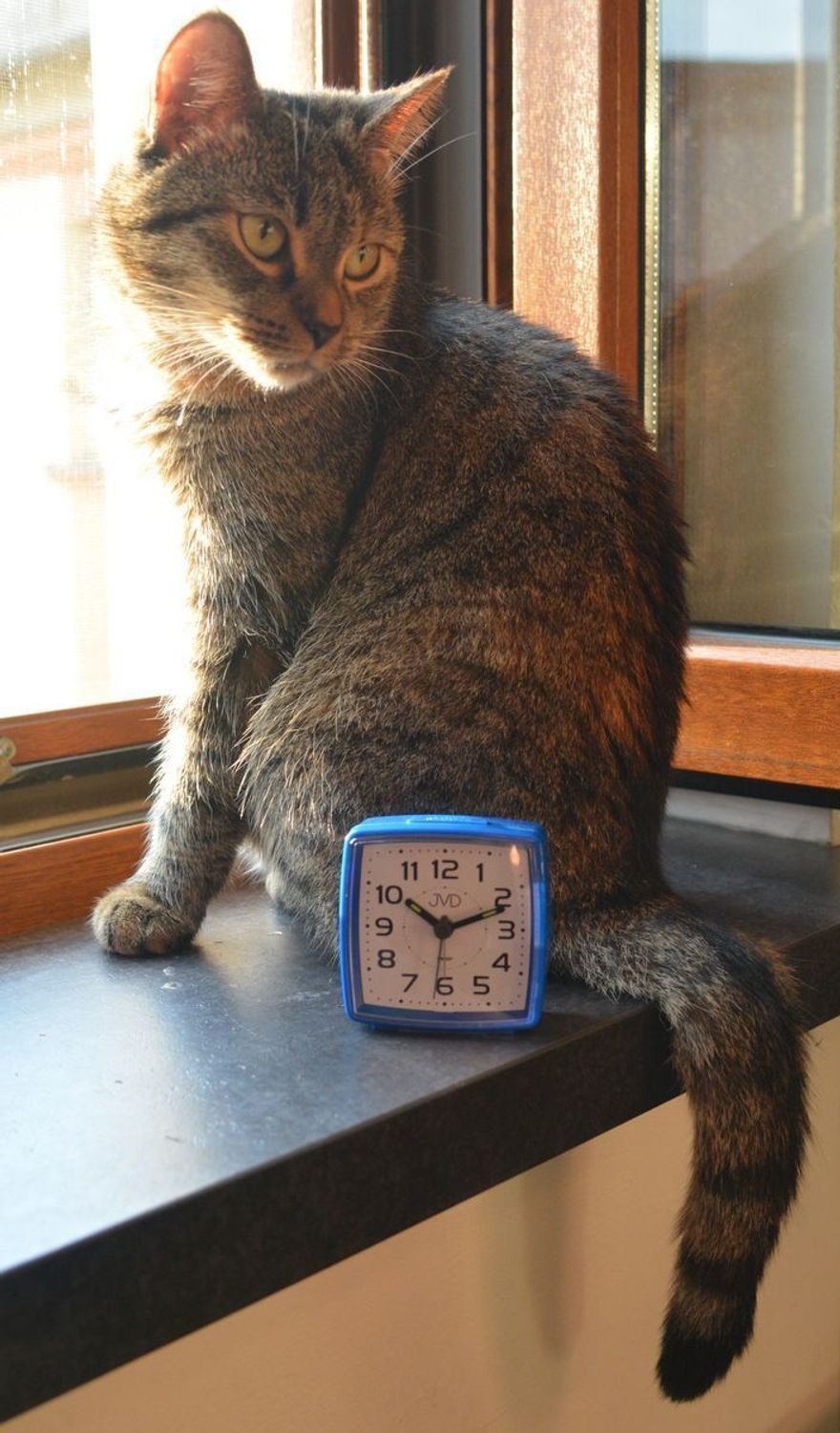 Budzik klasyczny JVD cichy mechanizm drzemka SRP28.3 granatowy. Budzik klasyczny JVD. Klasyczny budzik srebrny. Budzik kwadratowy z cichym mechanizmem. Mały budzik z drzemką..jpg