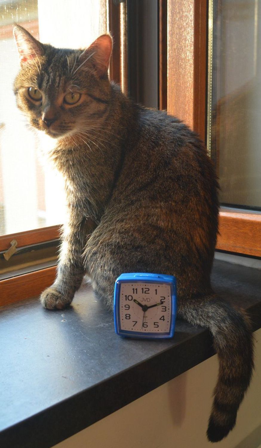 Budzik klasyczny JVD cichy mechanizm drzemka SRP28.3 granatowy. Budzik klasyczny JVD. Klasyczny budzik srebrny. Budzik kwadratowy z cichym mechanizmem. Mały budzik z drzemką..jpg