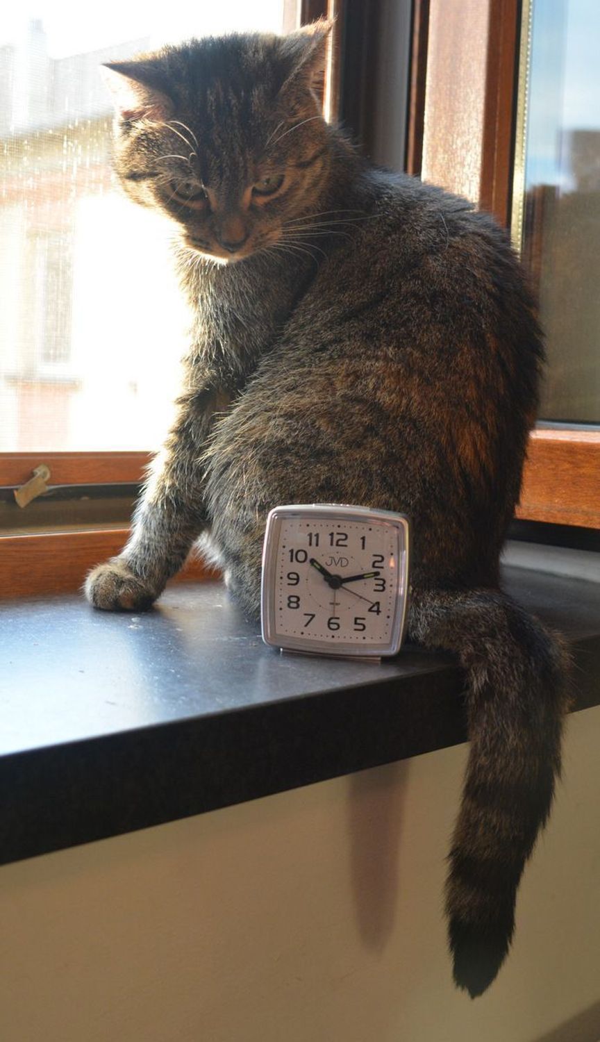 Budzik klasyczny JVD cichy mechanizm drzemka SRP28.5 srebrny.jpg