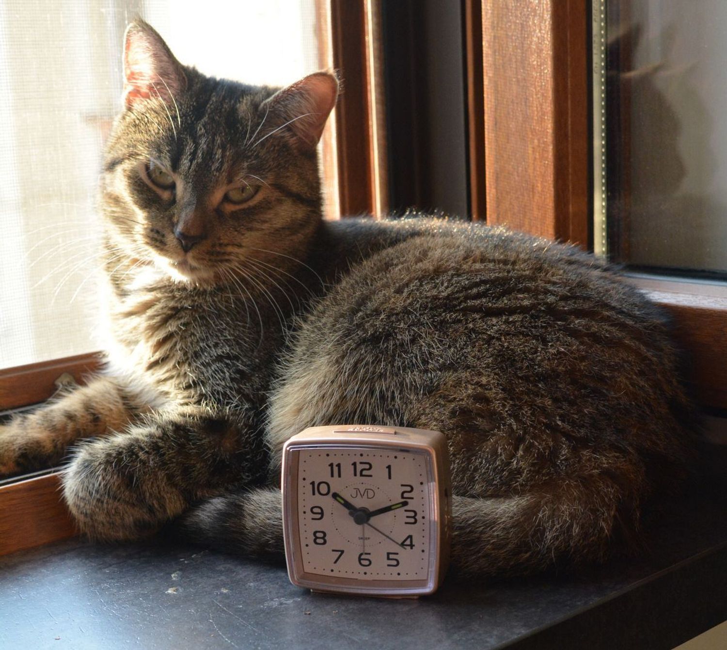 Budzik klasyczny JVD cichy mechanizm drzemka SRP28.6 różowe złoto. Budzik klasyczny JVD. Klasyczny budzik srebrny. Budzik kwadratowy z cichym mechanizmem. Mały budzik z drzemką..jpg