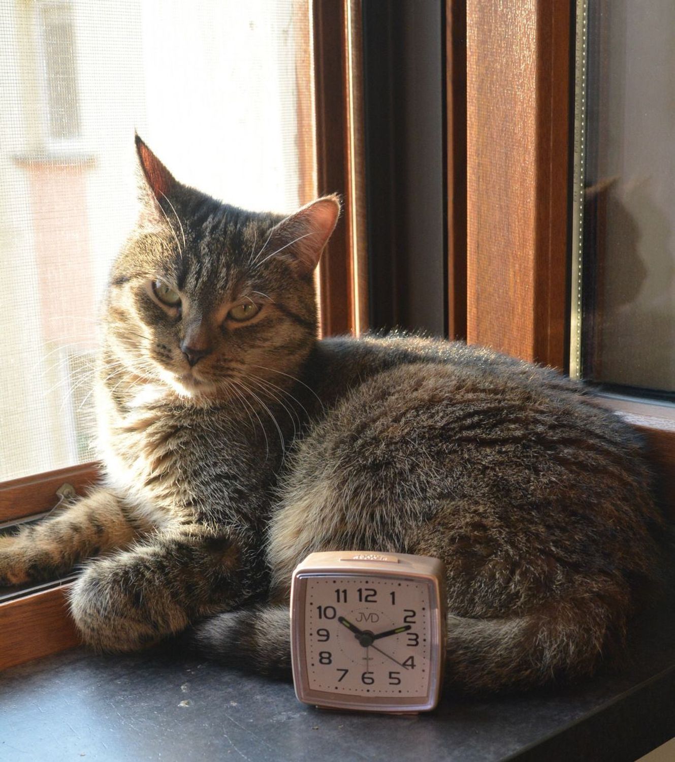 Budzik klasyczny JVD cichy mechanizm drzemka SRP28.6 różowe złoto. Budzik klasyczny JVD. Klasyczny budzik srebrny. Budzik kwadratowy z cichym mechanizmem. Mały budzik z drzemką..jpg