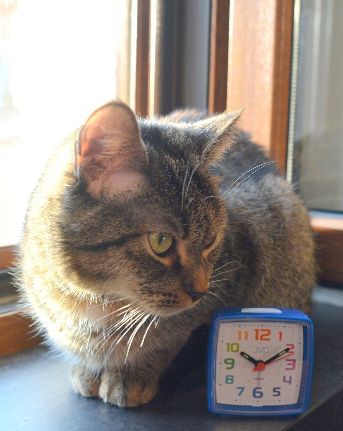 Budzik dziecięcy JVD cichy mechanizm kolorowe cyfry SRP2811.1 niebieski. Budzik dziecięcy czerwony. Budzik mały dla dziecka. Budzik dziecięcy JVD. Budzik dziecięcy z cichym mechanizmem. Budzik dla dziecka na prezent..jpg