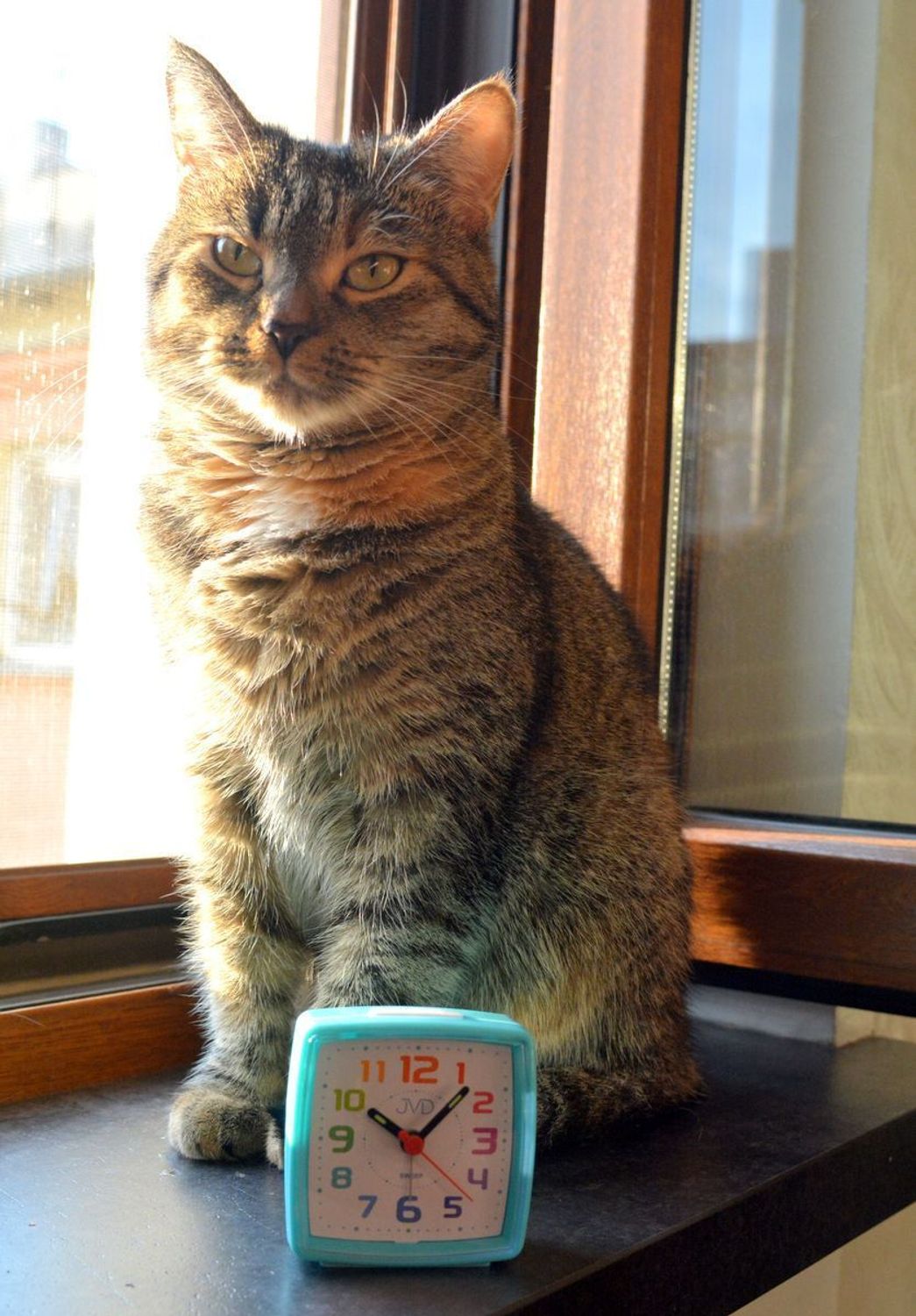 Budzik dziecięcy JVD cichy mechanizm kolorowe cyfry SRP2811.4 błękitny. Budzik dziecięcy czerwony. Budzik mały dla dziecka. Budzik dziecięcy JVD. Budzik dziecięcy z cichym mechanizmem. Budzik dla dziecka na prezent..jpg