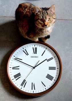 Zegar ścienny Seiko QHA009B- 31 cm. Zegar ścienny brązowy Seiko QHA009B. Zegar ścienny do salonu Seiko QHA009Bto ozdobny, prosty zegar pasujący do każdego wnętrza. Ciekawa stylizacja zegara w kolorze brązowym (6).JPG
