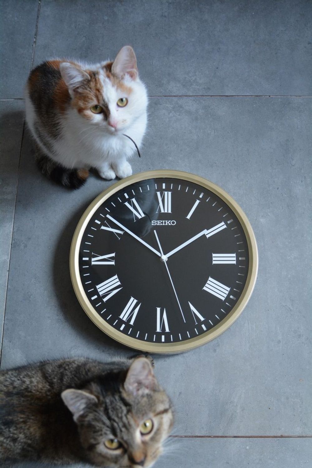 Zegar ścienny złoto czarny Seiko QHA009G- 31 cm. Zegar ścienny złoty z czarną tarczą Seiko. Zegar ścienny do salonu Seiko QHA009G to ozdobny, prosty zegar pasujący do każdego wnętrza. Ciekawa stylizacja zegara w kolorze złotym.JPG