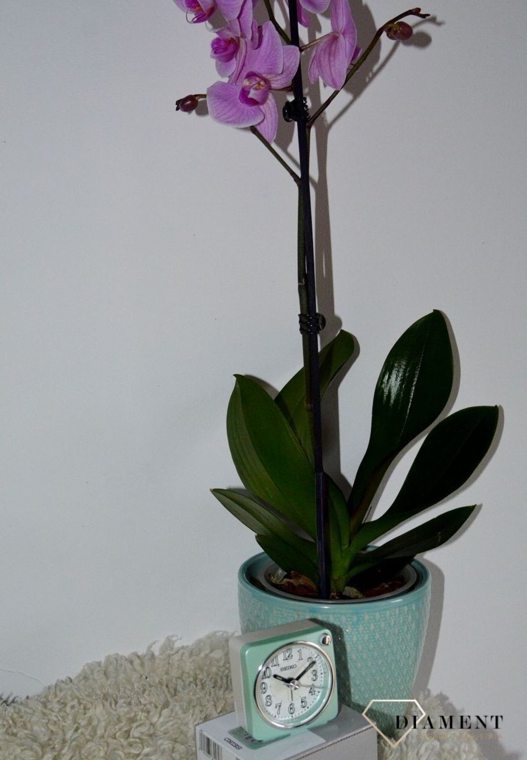 Budzik klasyczny SEIKO QHE185M Cichy mechanizm, podświetlenie.jpg